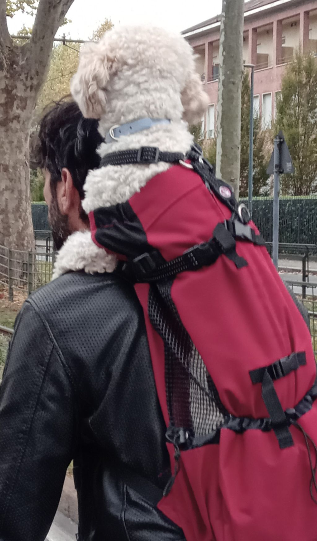 Un ragazzo ha uno zainetto sulle spalle, dal quale spunta un cagnetto che tiene le zampe sulle spalle e guarda oltre la testa del ragazzo.