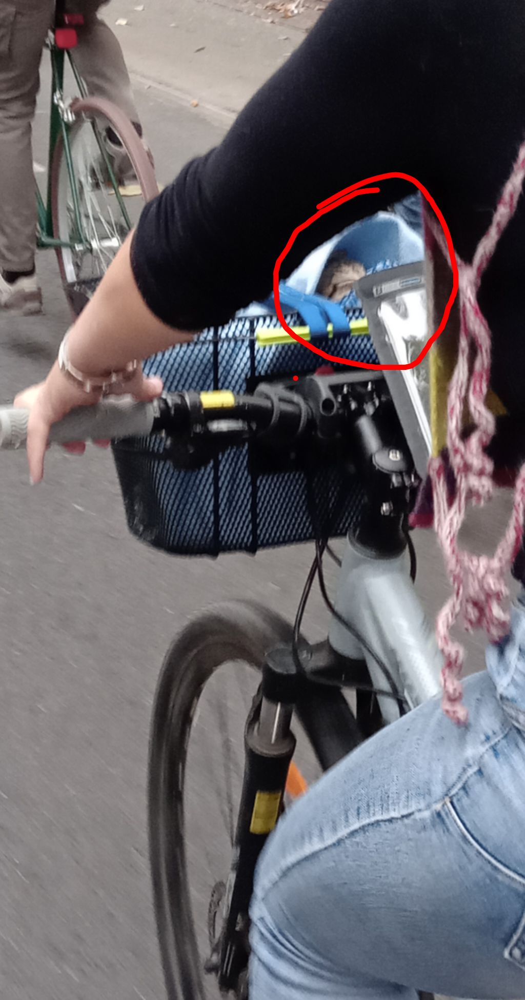 Nel cestino di una bicicletta con la forcella ammortizzata, da un panno azzurro spunta il muso di un gattino addormentato.